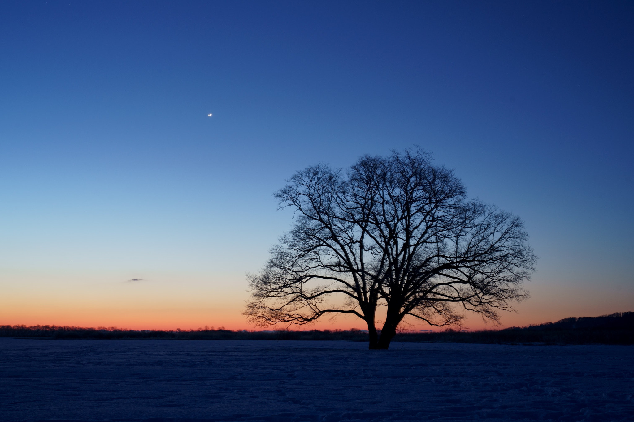 silhouette bare tree on field against clear sky at dawn