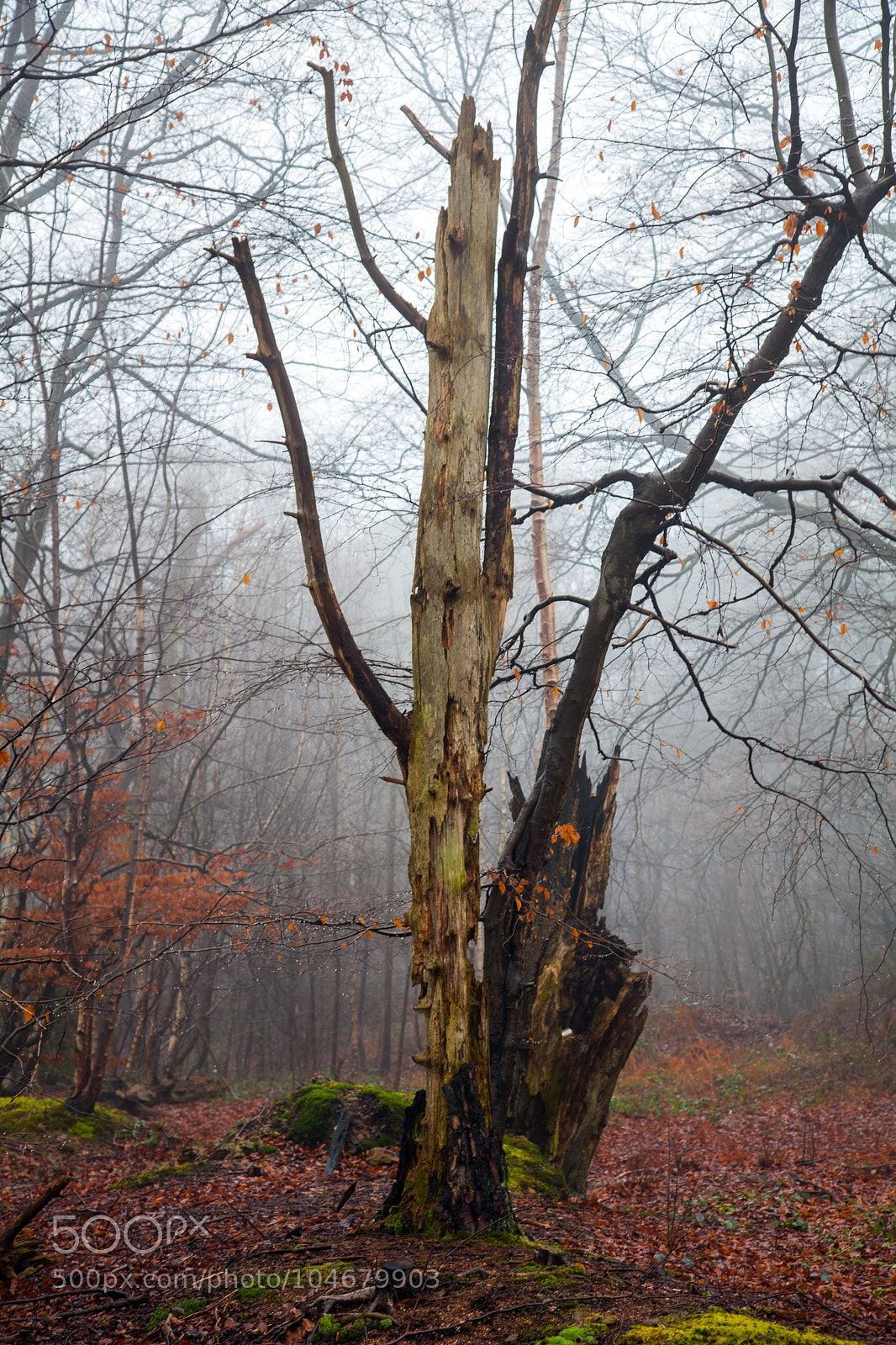 Canon EOS 5D Mark II sample photo. Untitled photography
