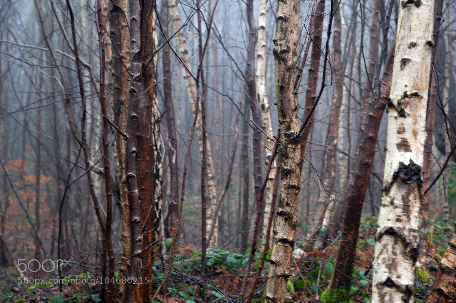 Canon EOS 5D Mark II sample photo. Untitled photography