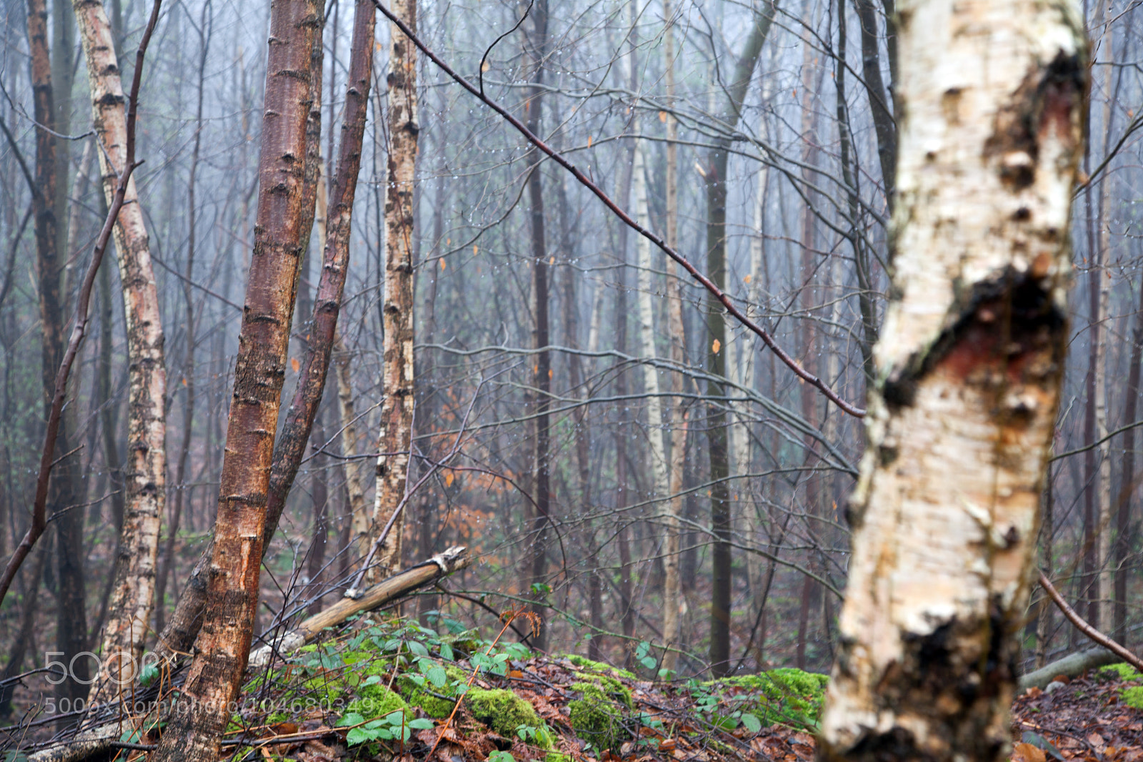 Canon EOS 5D Mark II sample photo. Untitled photography