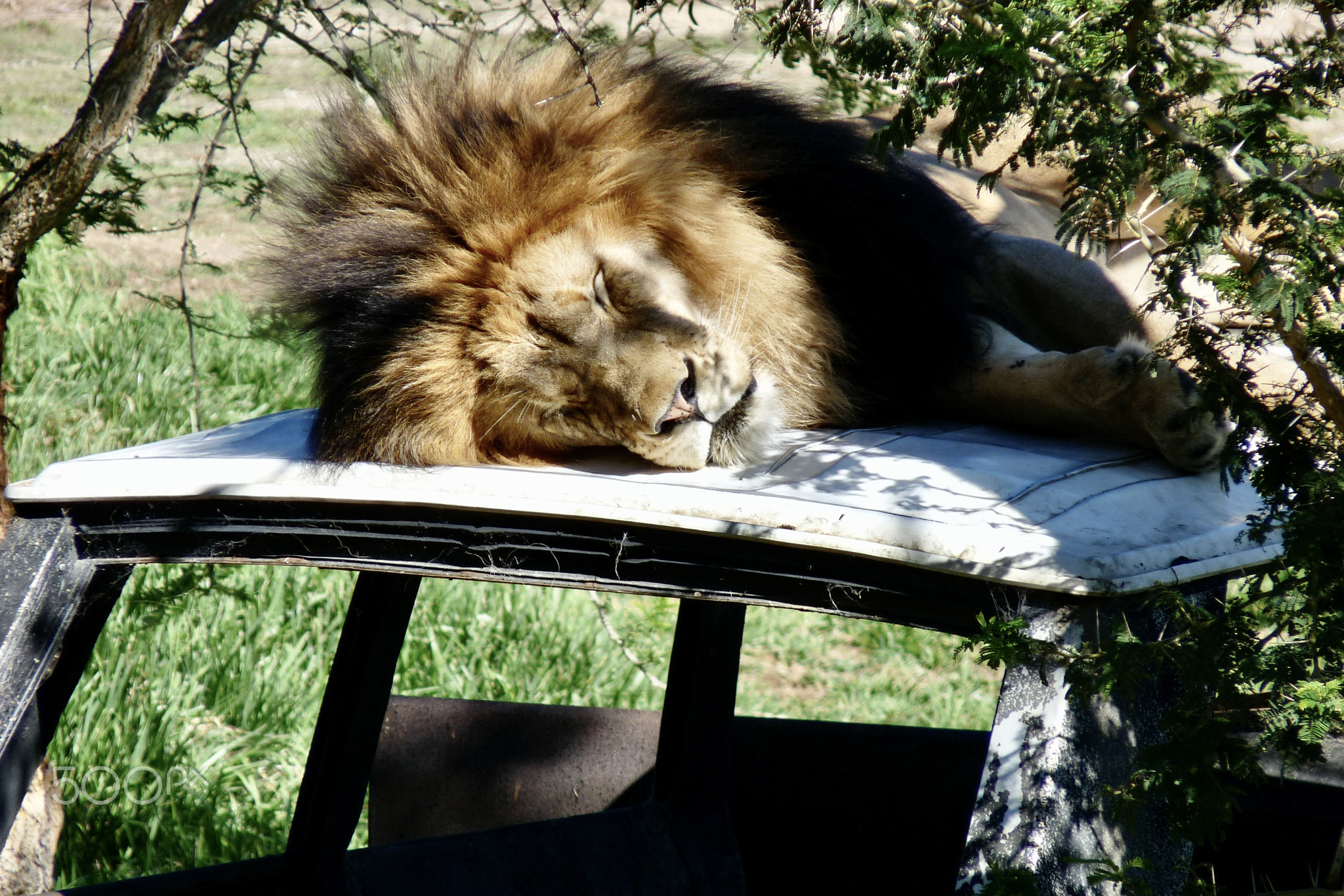 King of the Jungle on Break