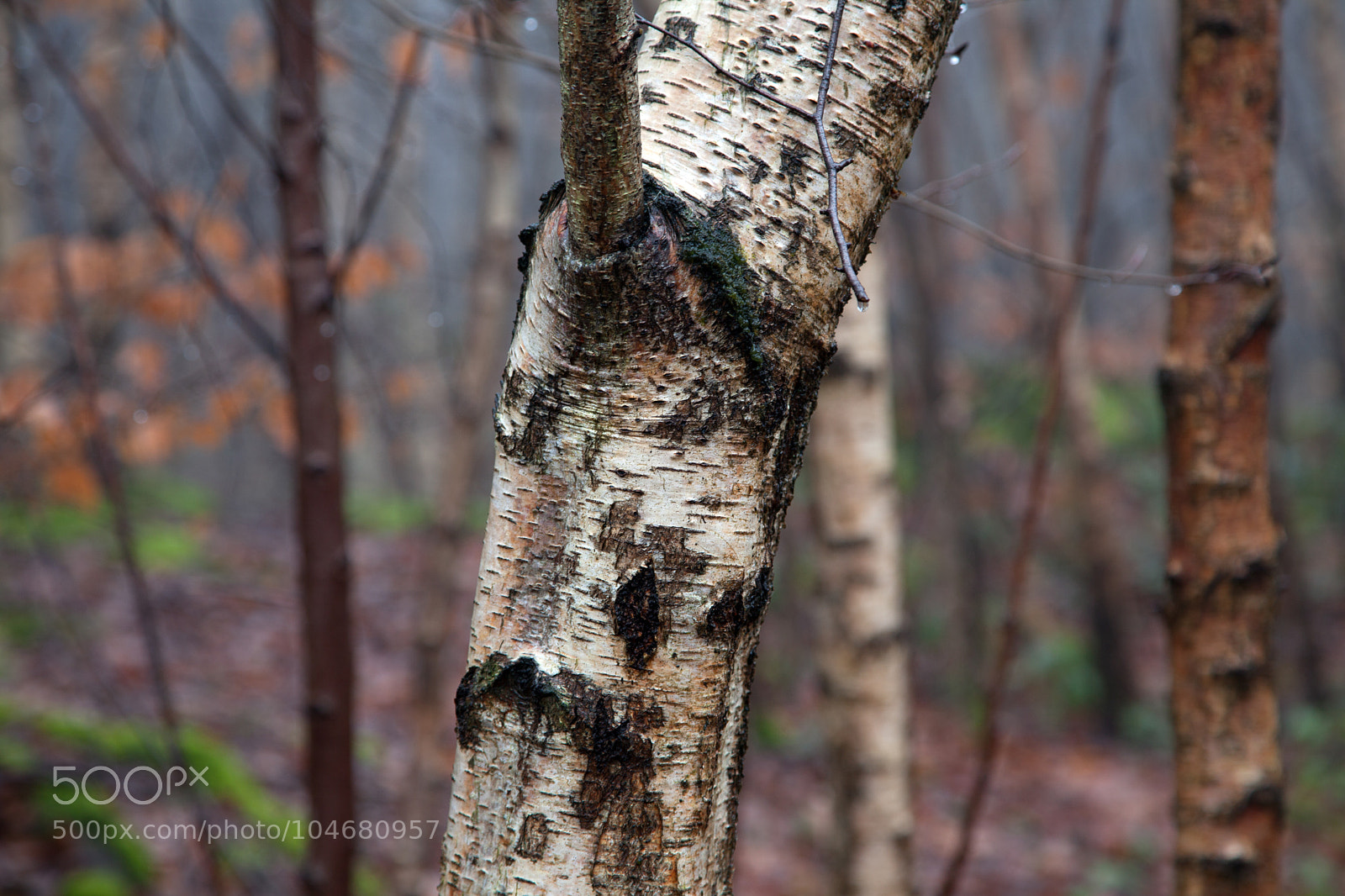 Canon EOS 5D Mark II sample photo. Untitled photography