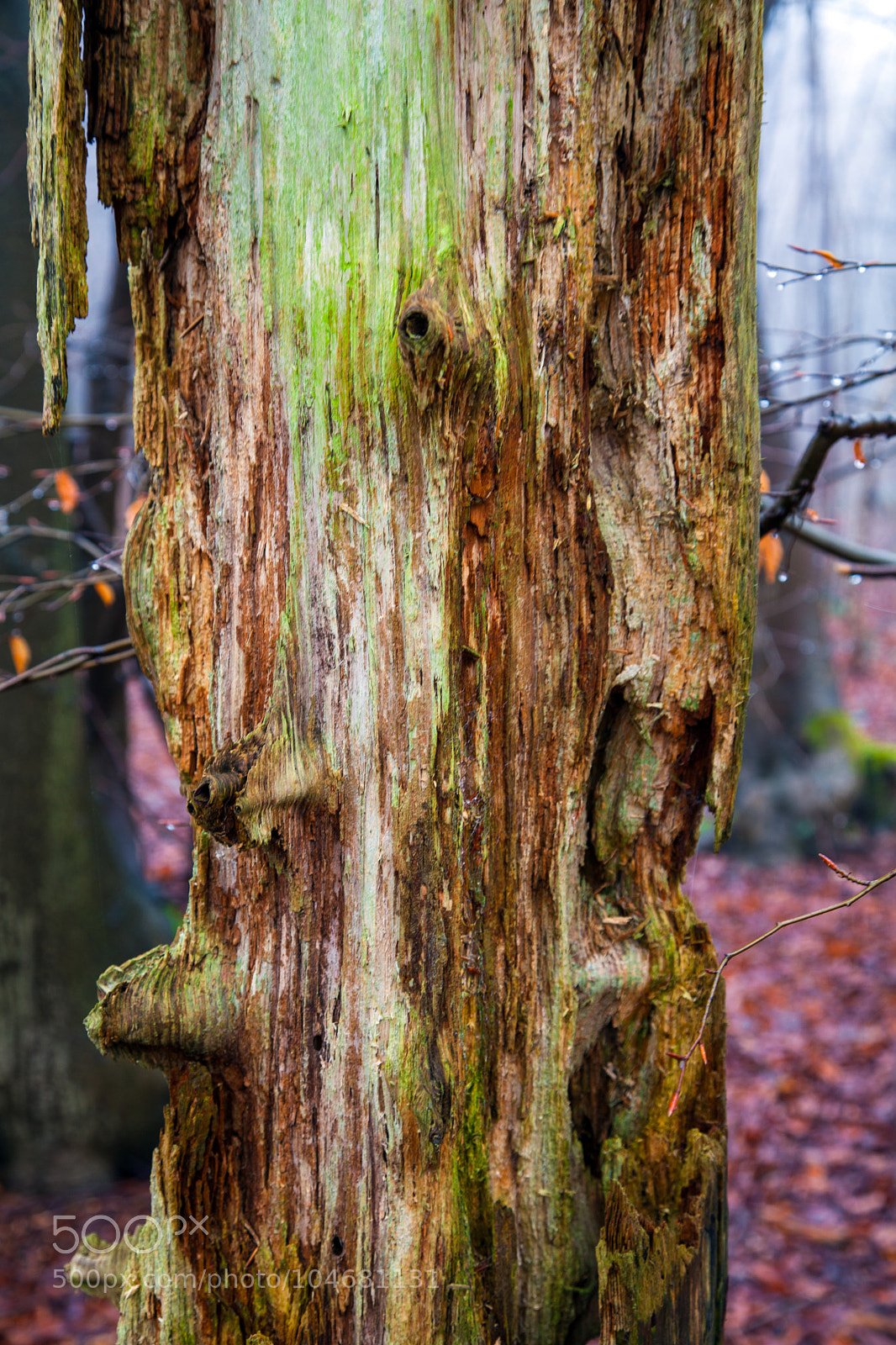 Canon EOS 5D Mark II sample photo. Untitled photography
