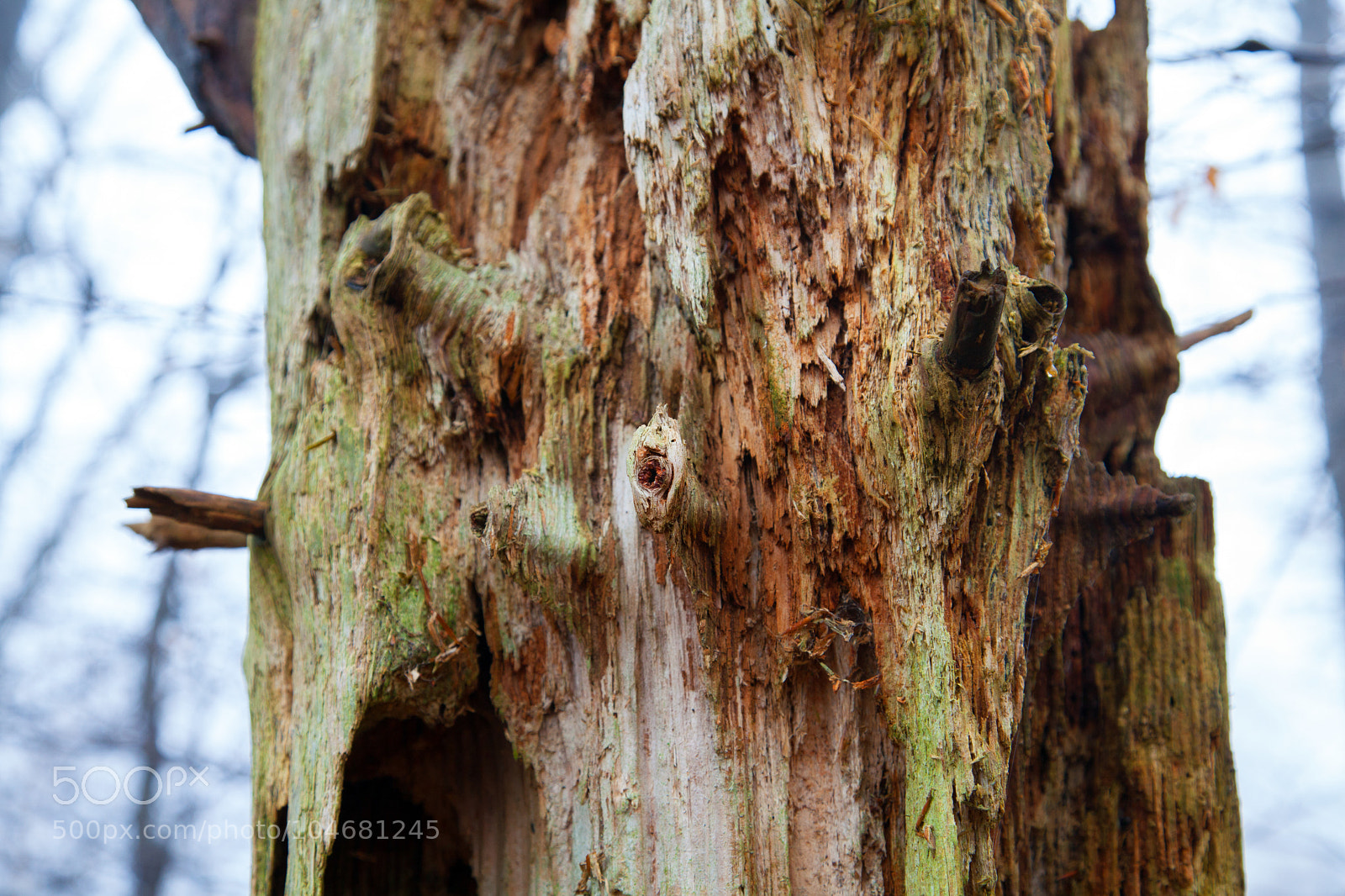 Canon EOS 5D Mark II sample photo. Untitled photography