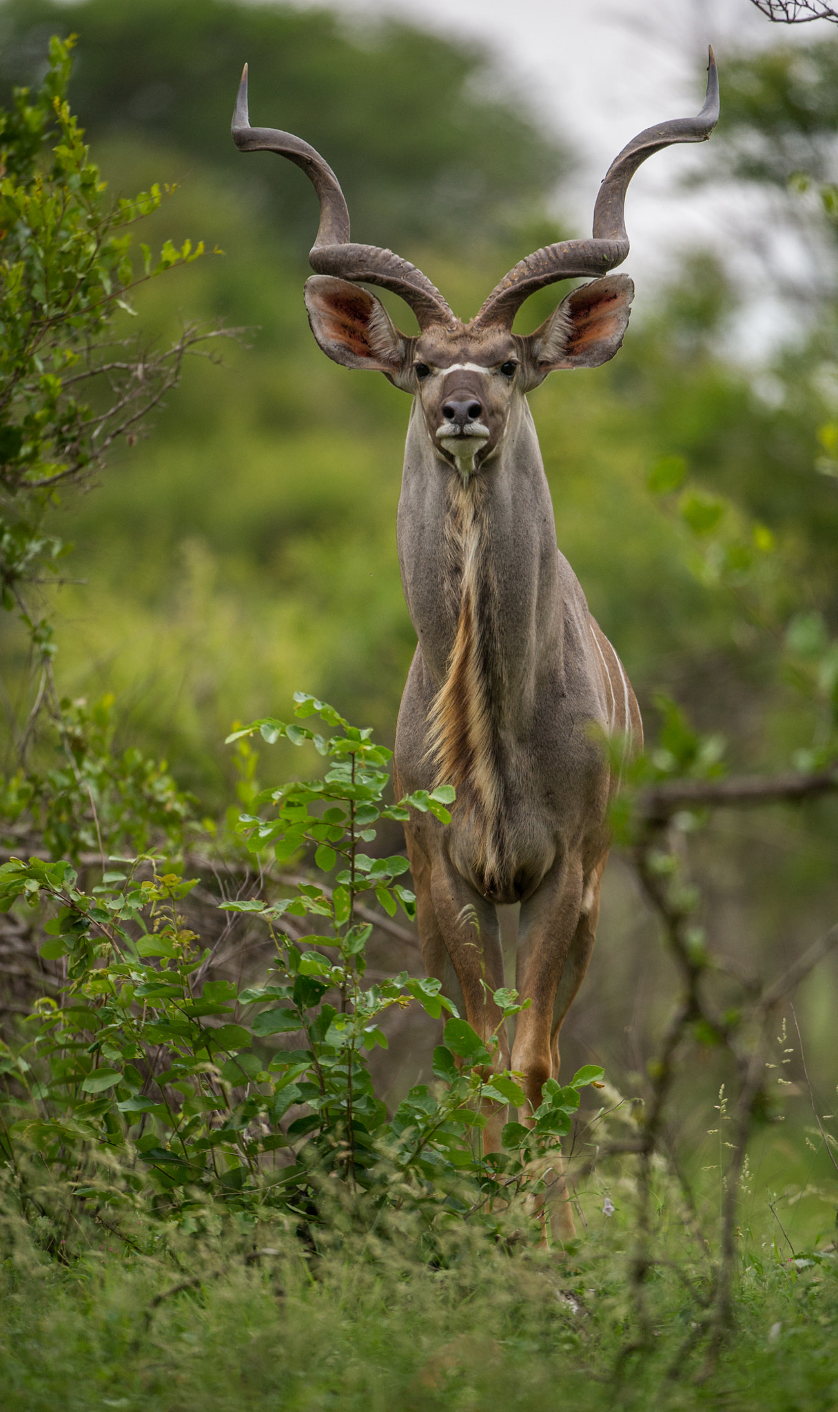 Kudu Bull