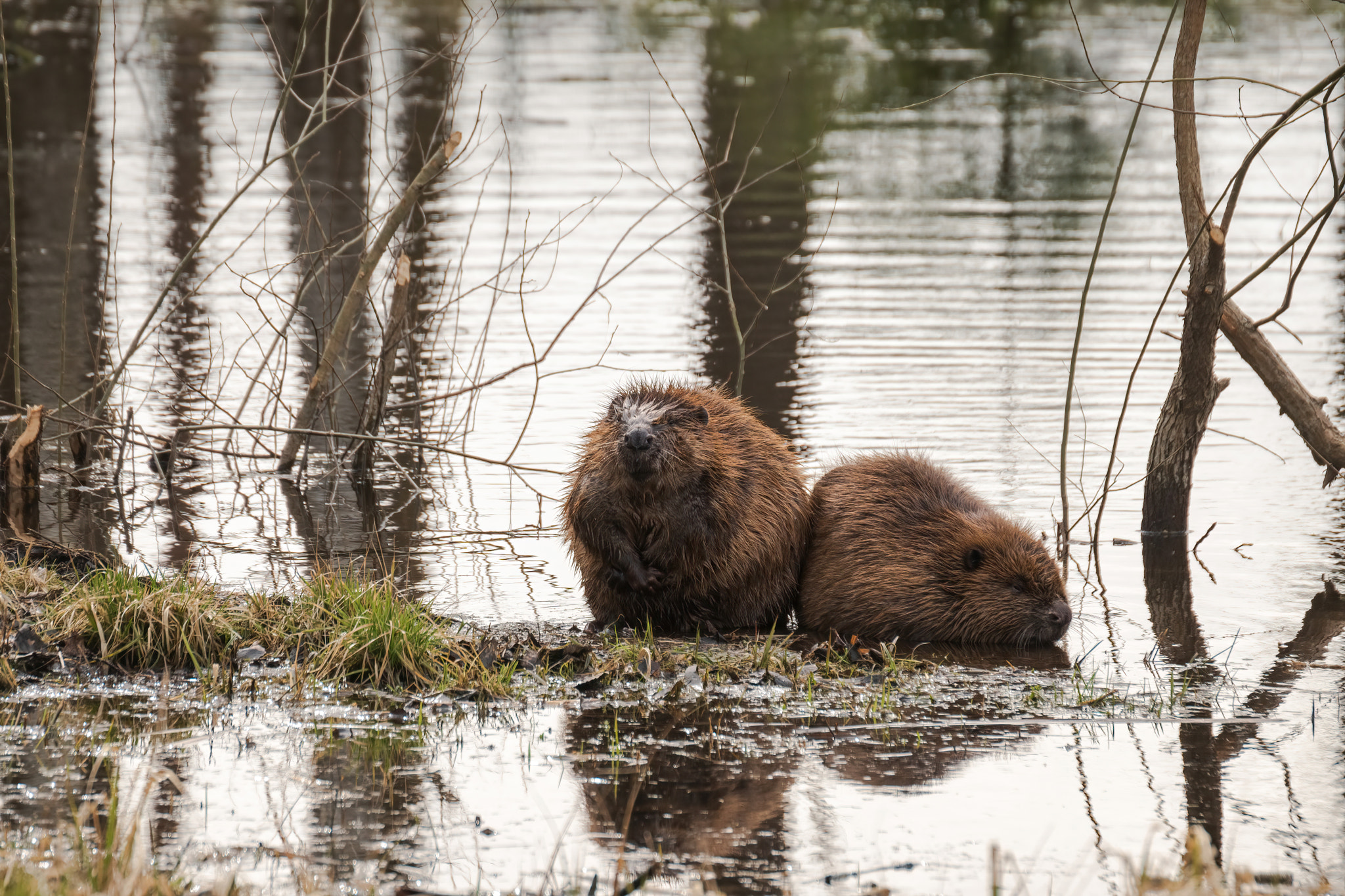 beavers