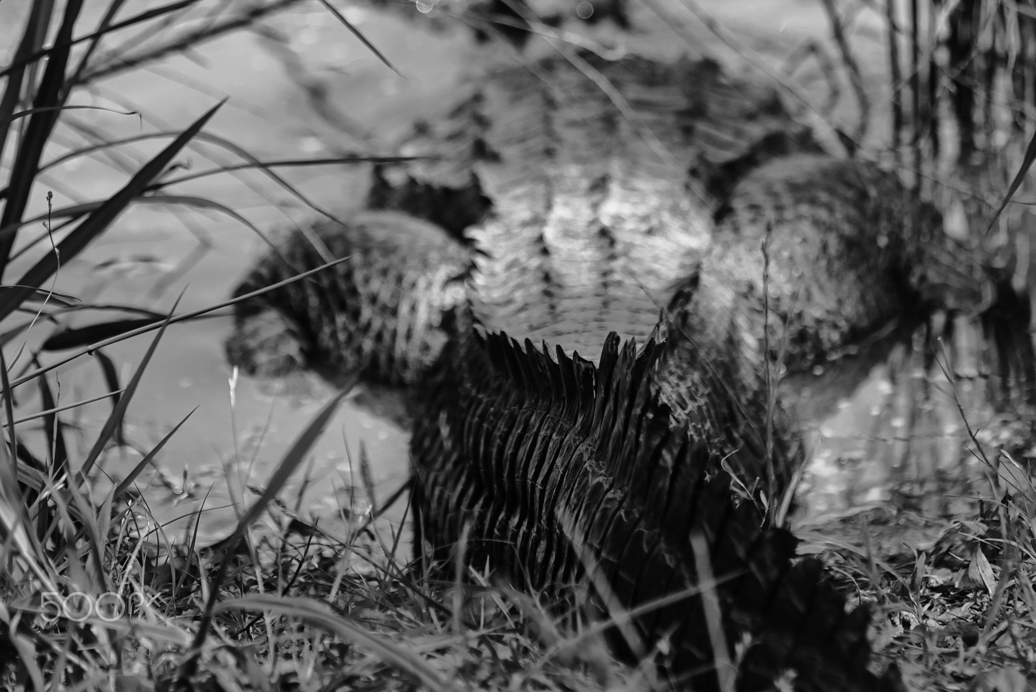 Danger Lurks, Moody Wildlife Photography