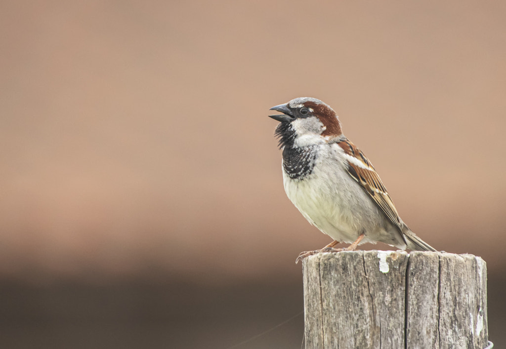 Spring singer by Stavros Toumanidis / 500px