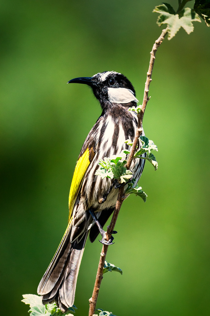 White-cheeked Honeyeater by Paul Amyes on 500px.com