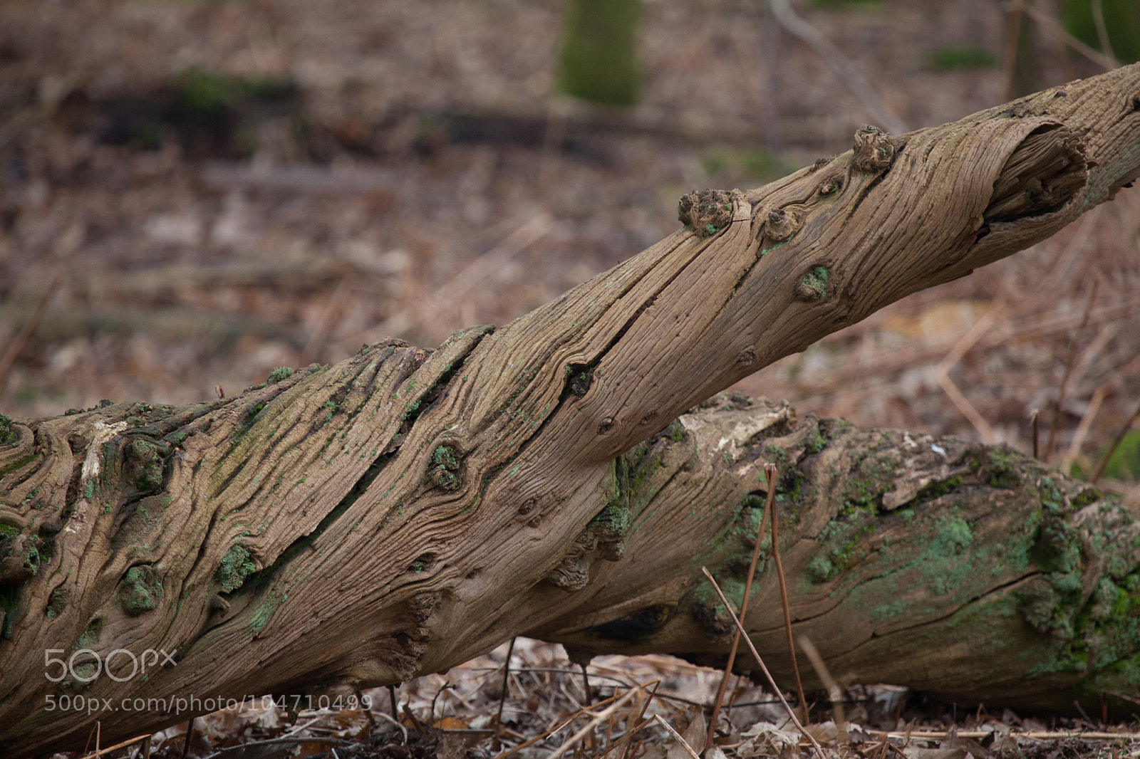 Canon EOS 5D Mark II sample photo. Untitled photography