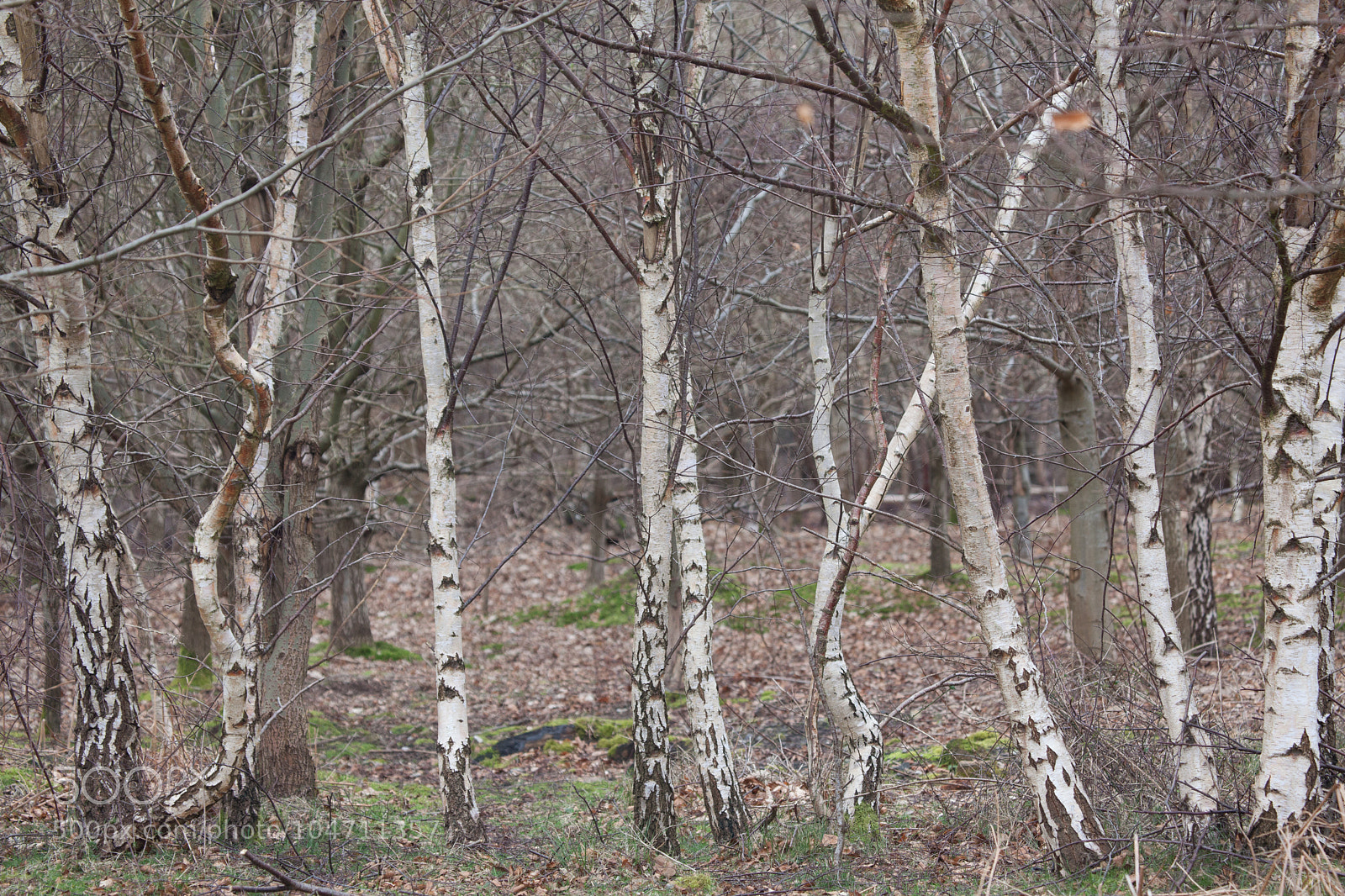 Canon EOS 5D Mark II sample photo. Untitled photography