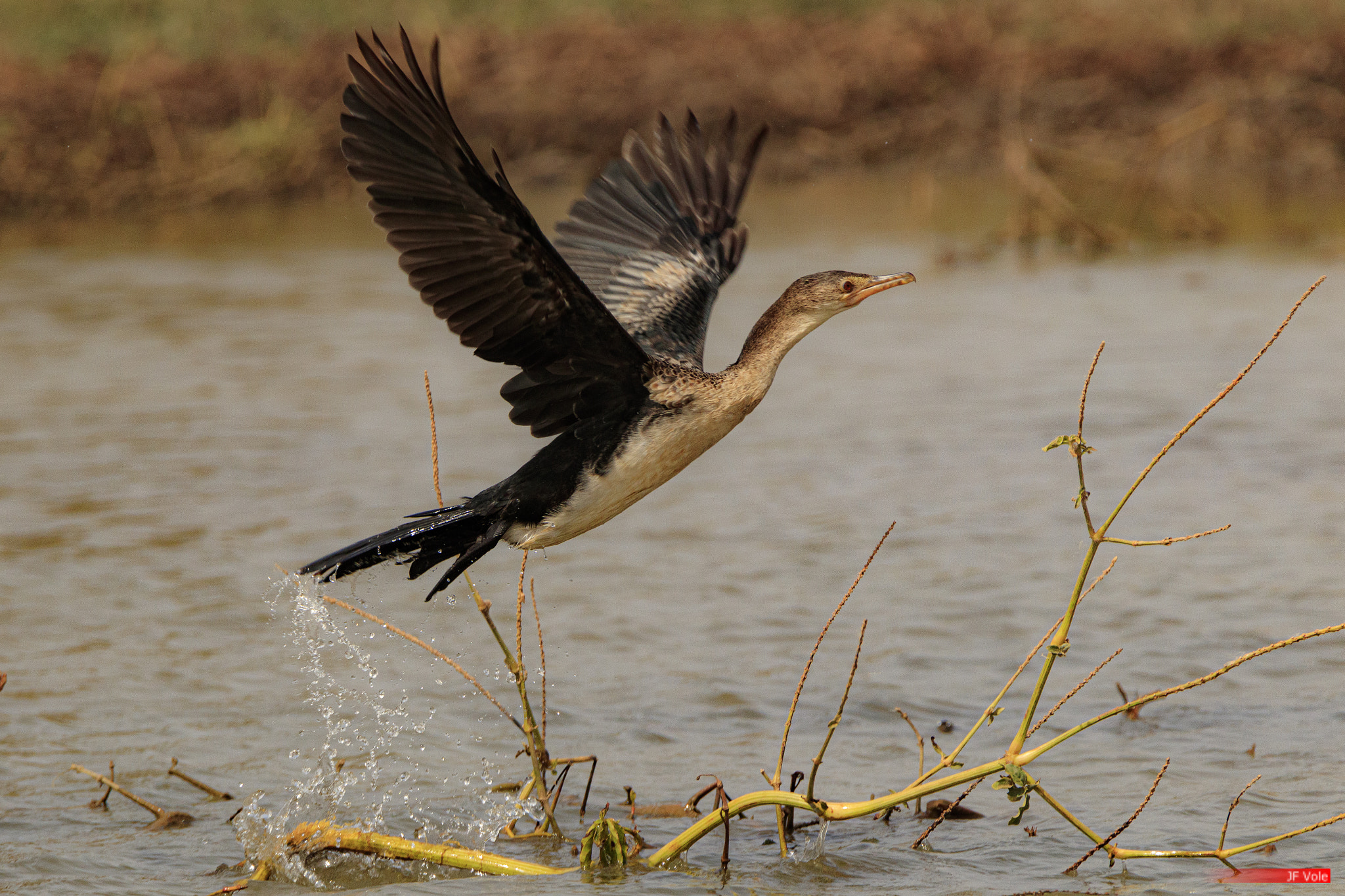 Great cormorant 8675