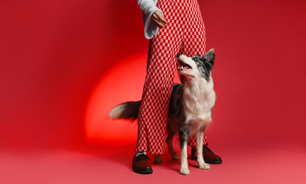 Border collie puppy dog with its owner in a pink studio doing tricks by Greg Buka on 500px.com