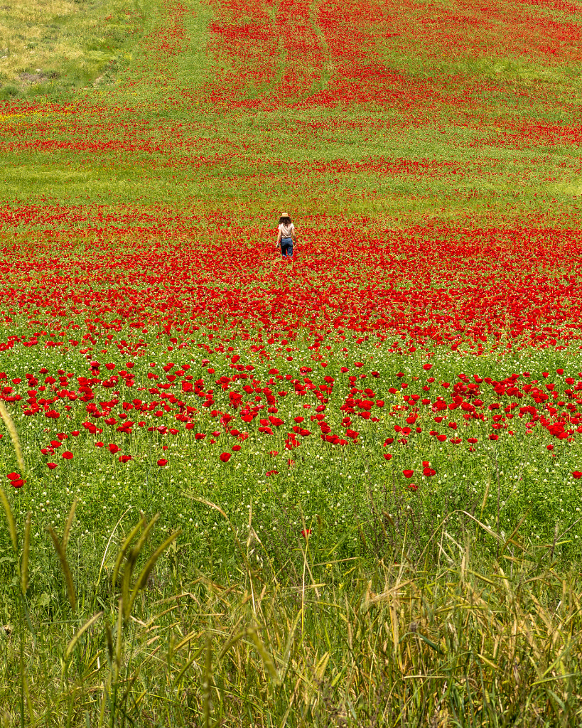 The poppy flower by Ram Yosi Keret on 500px.com