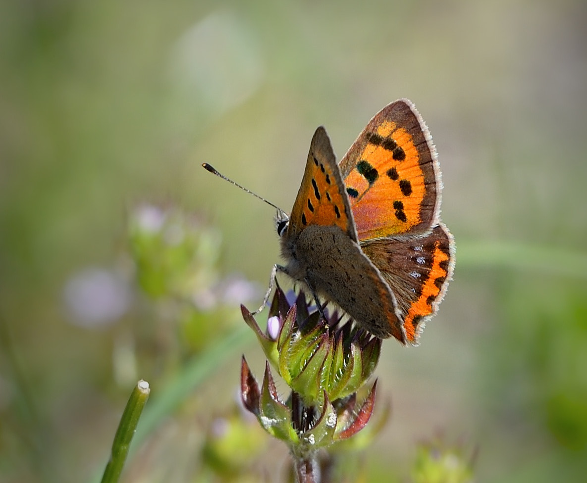 Orange Butterfly by Murat Meriç - Photo 104743989 / 500px