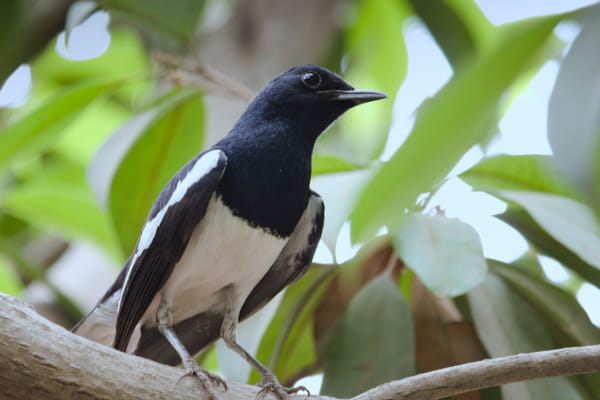 Oriental Magpie Robin by Girish Joshi on 500px.com