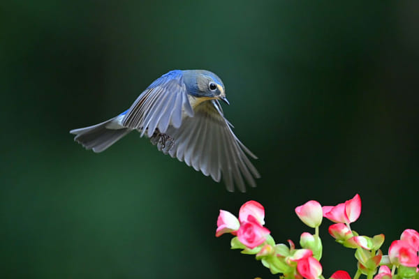 飞花 by 飞鞋 on 500px.com