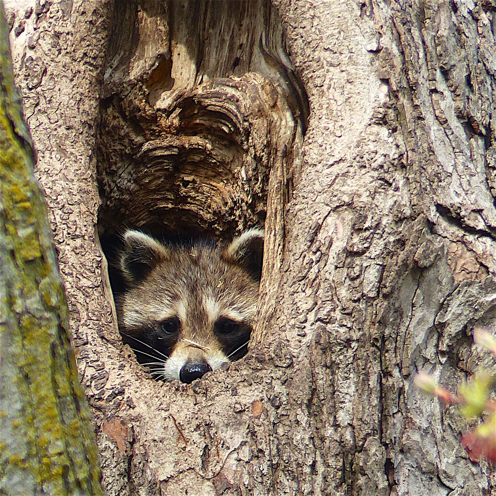 Peeking Out by Dan Still on 500px.com