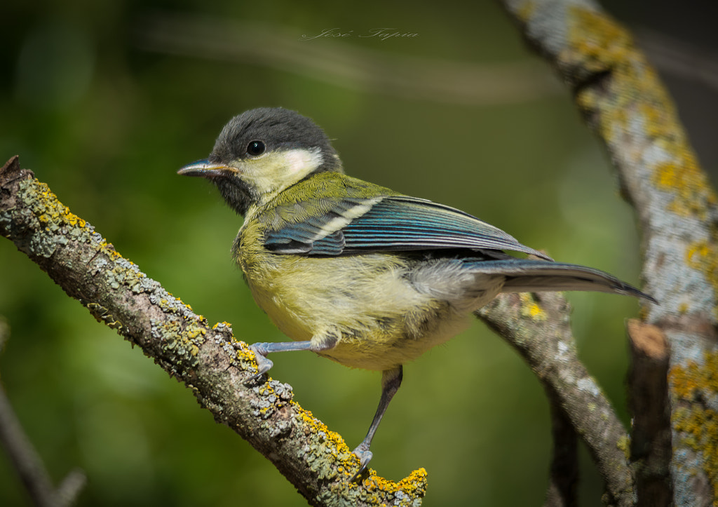 Common saithe by JOSE TAPIA Photography / 500px