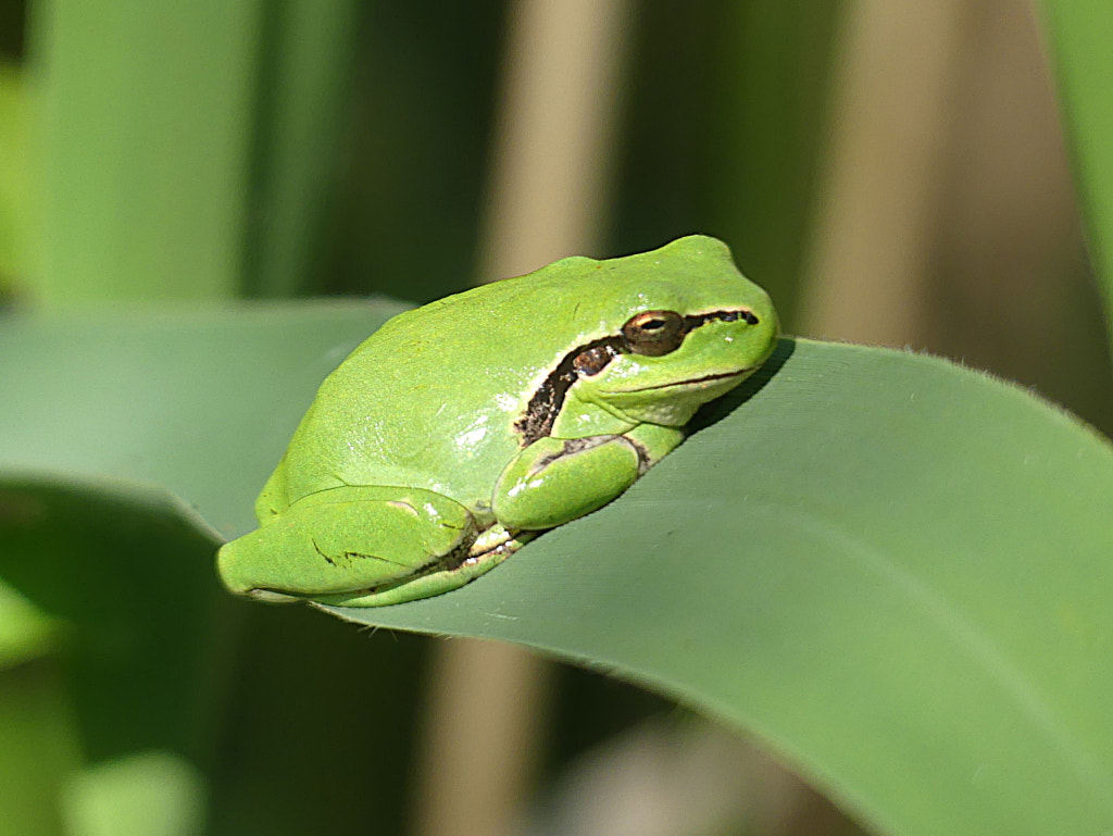 Tree Frog in Camargue by Yves LE LAYO on 500px.com
