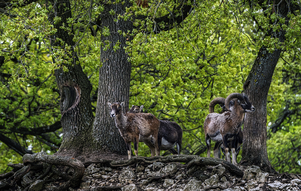 beeing observed by Rudi Moerkl on 500px.com