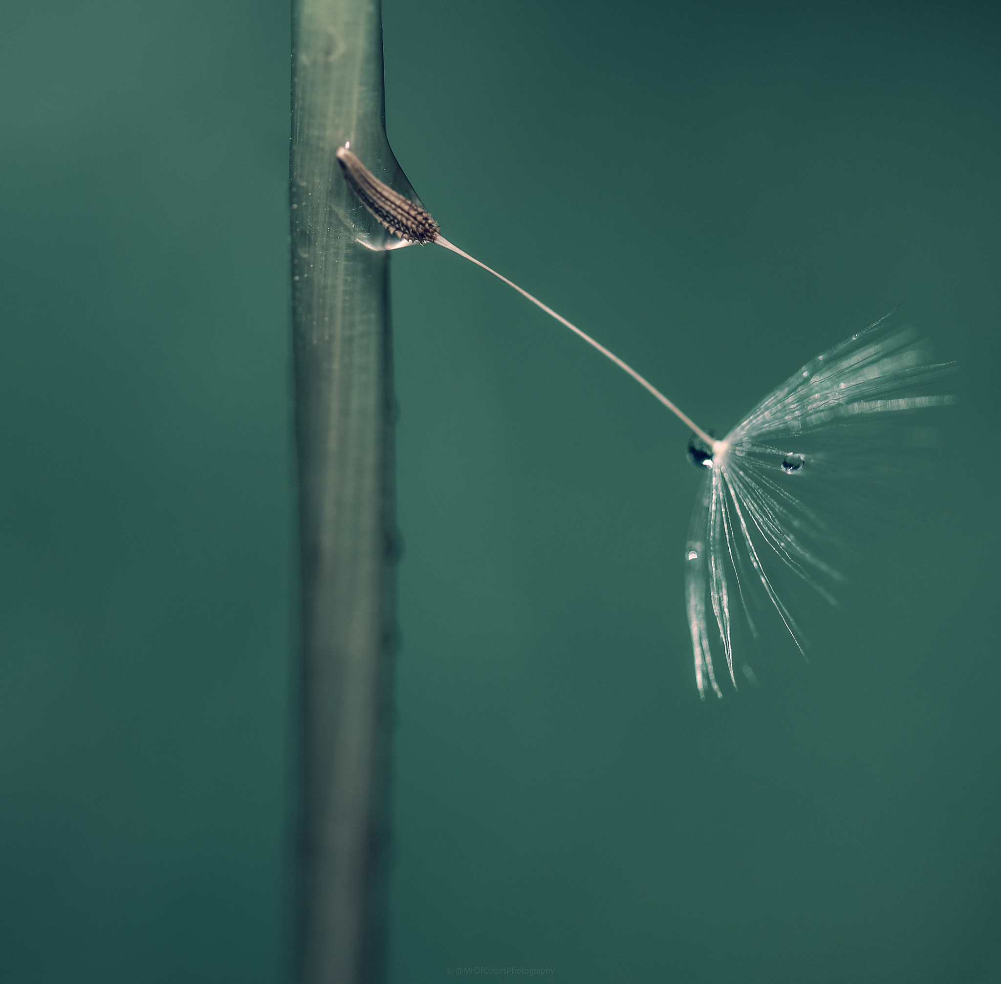 Holding On To A Drop (02-05-2022) #MacroByColors by DillenvanderMolen