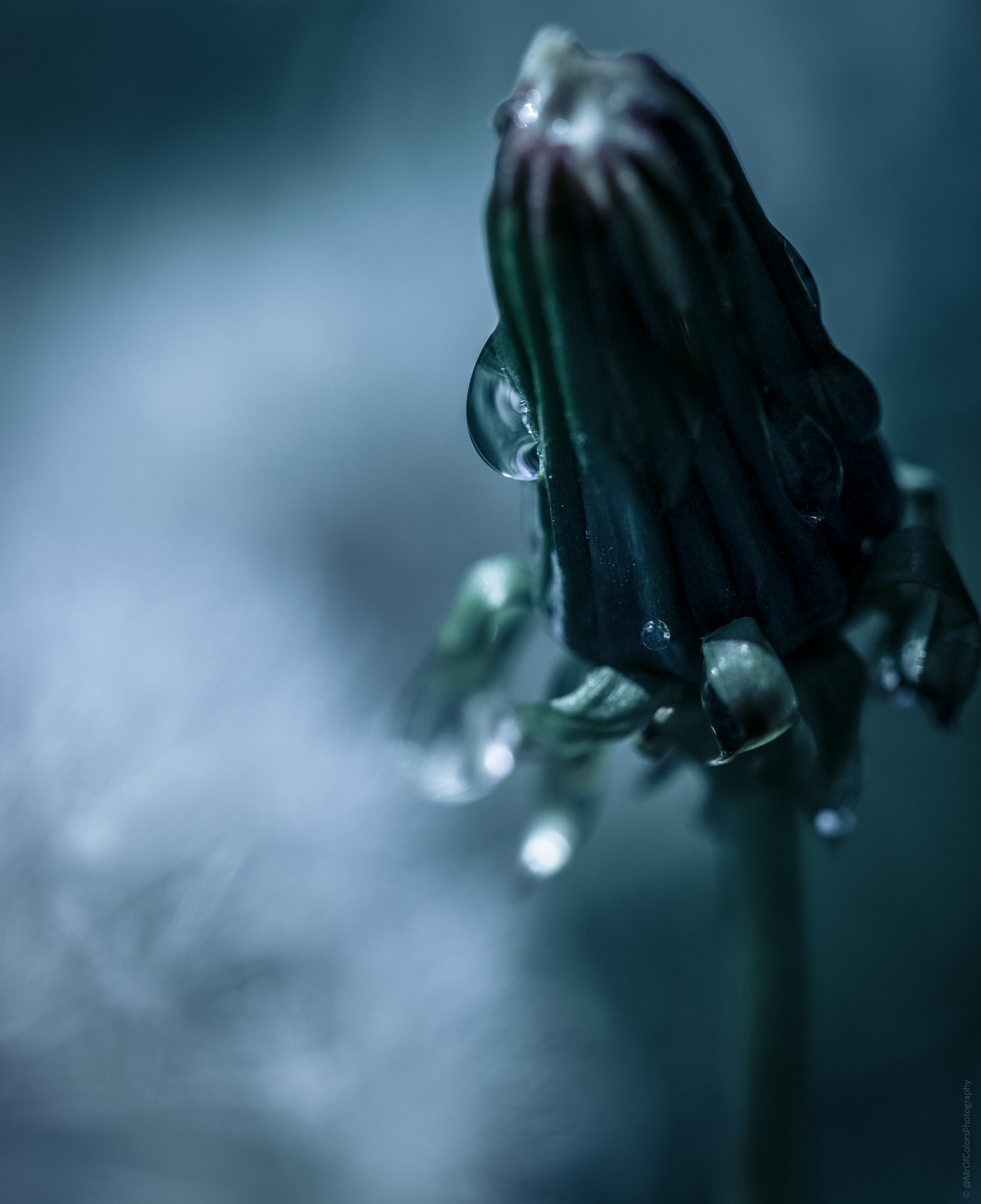 Water To Grow (02-05-2022) #MacroByColors by DillenvanderMolen