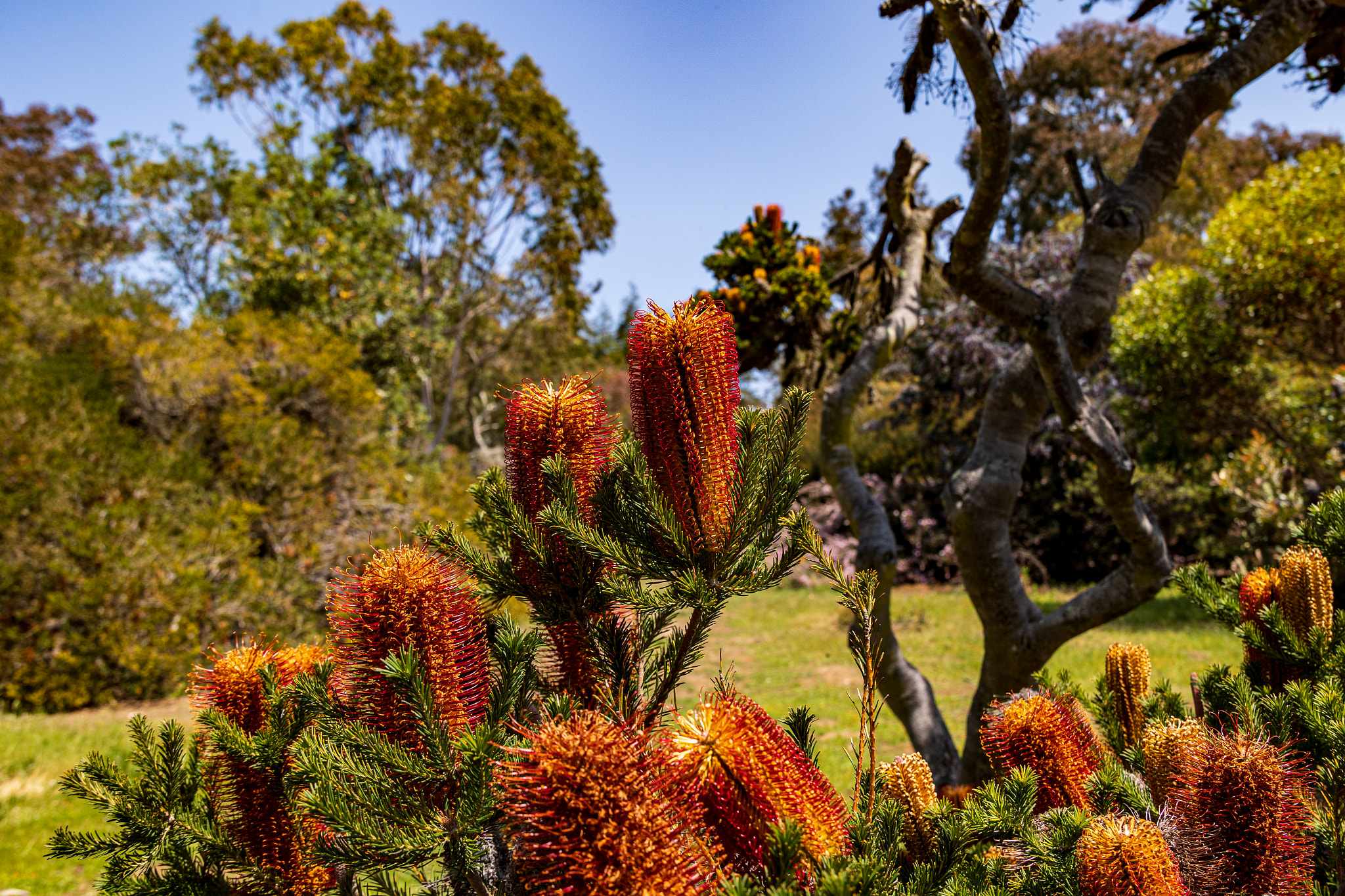 Banksia tree