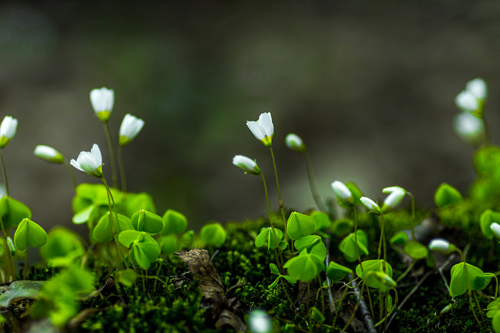 Mini flowers by Demitry Skorinoff on 500px.com