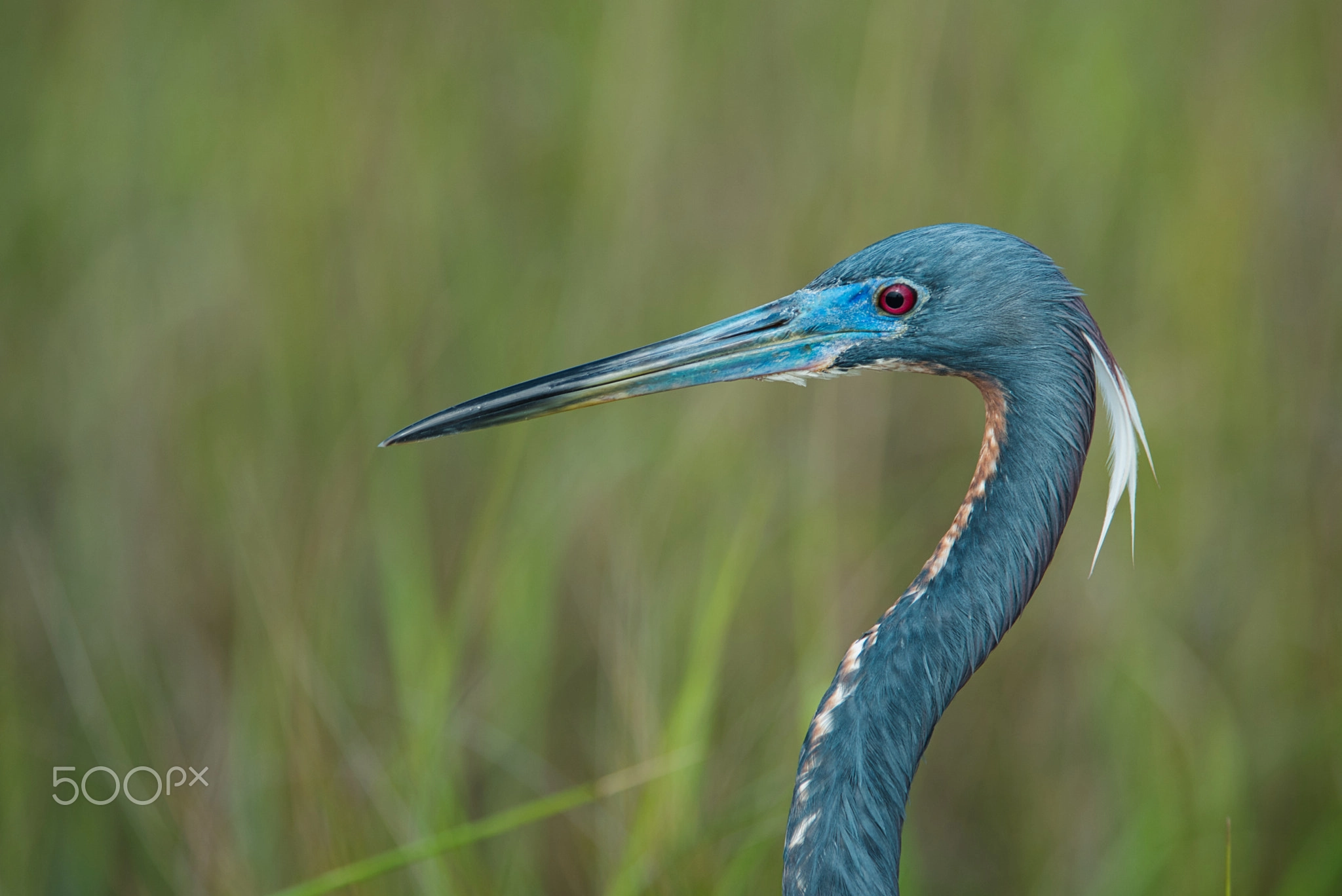 Tricolored Heron Headshot, Detailed Bird Portrait