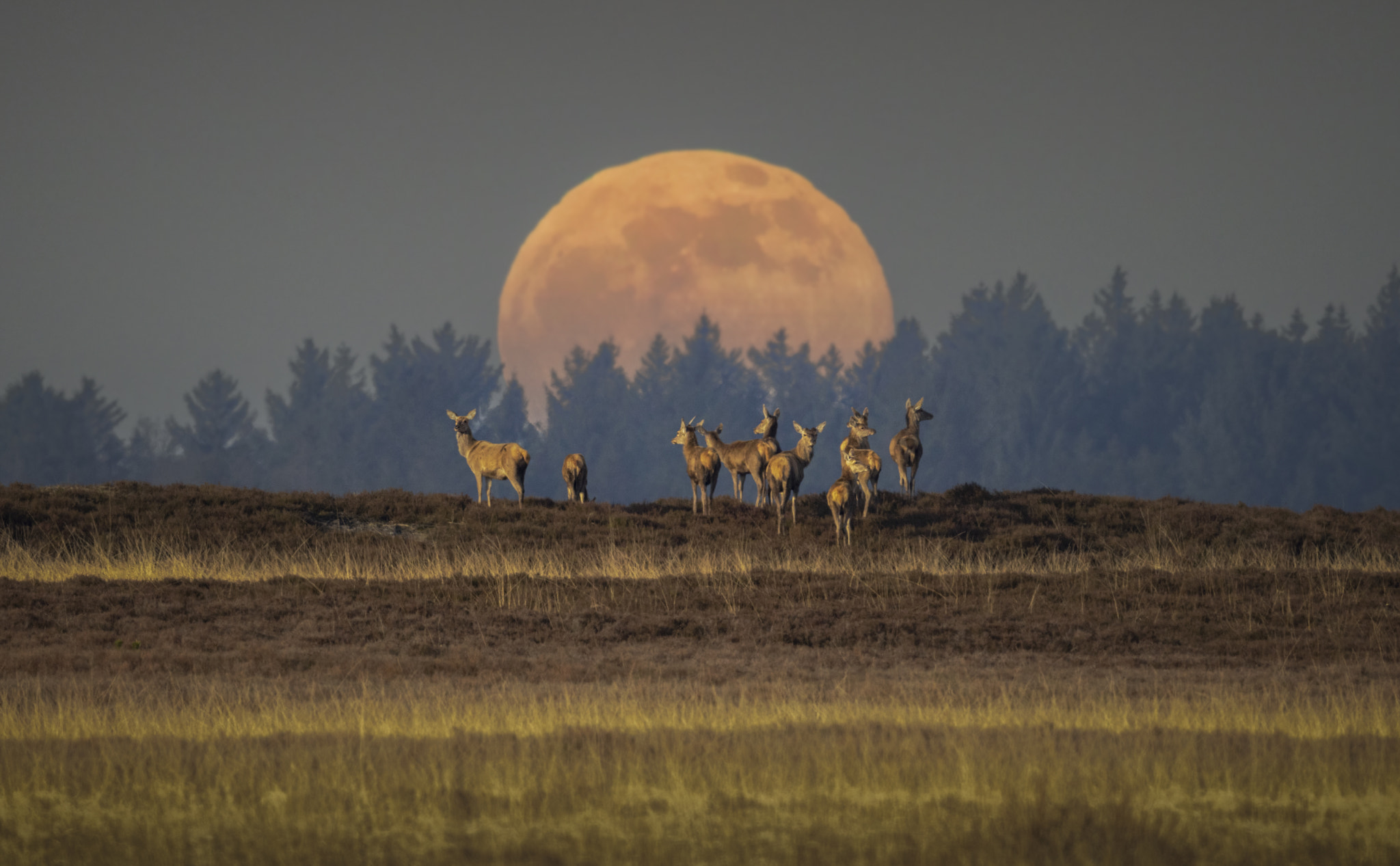 Red Deer Moon