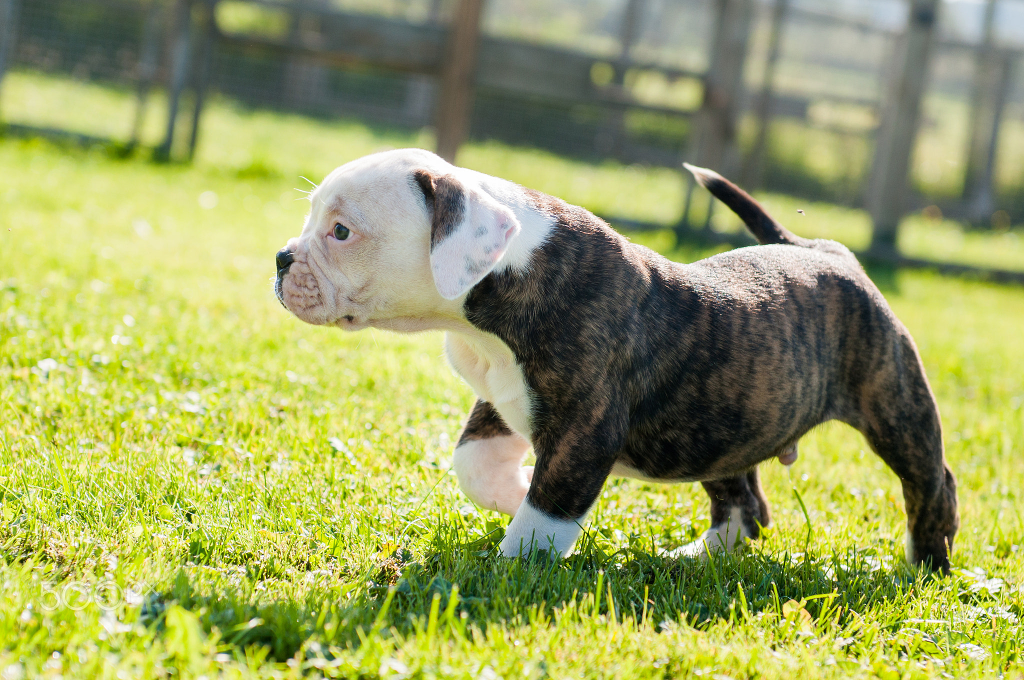 Brindle coat American Bulldog puppy dog is moving on nature on green