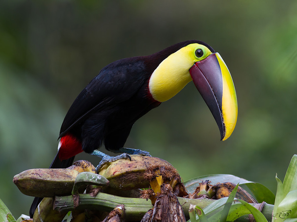 Swainson's Toucan by Michel Bordeleau / 500px