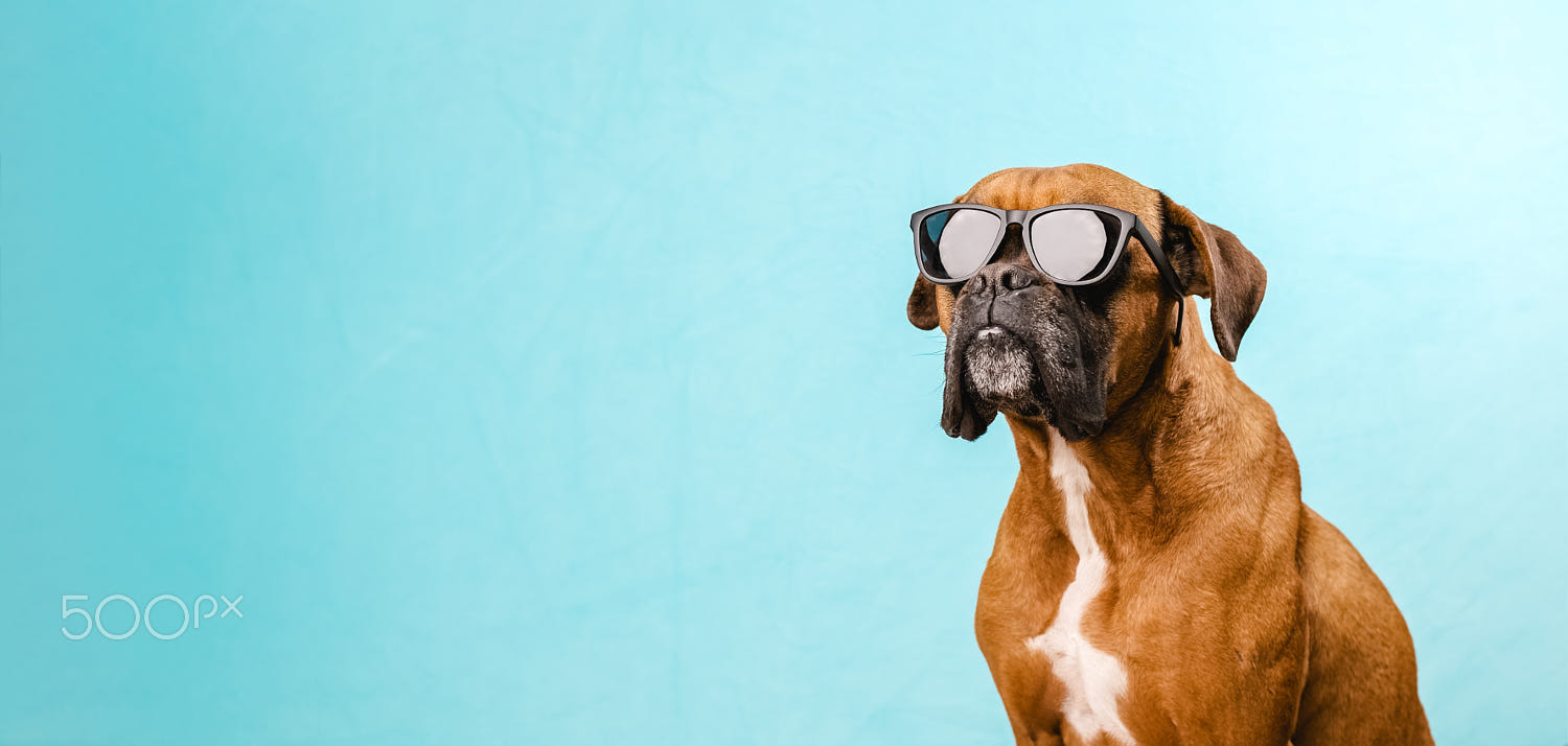 Boxer dog wearing sunglasses while standing on an isolated light blue