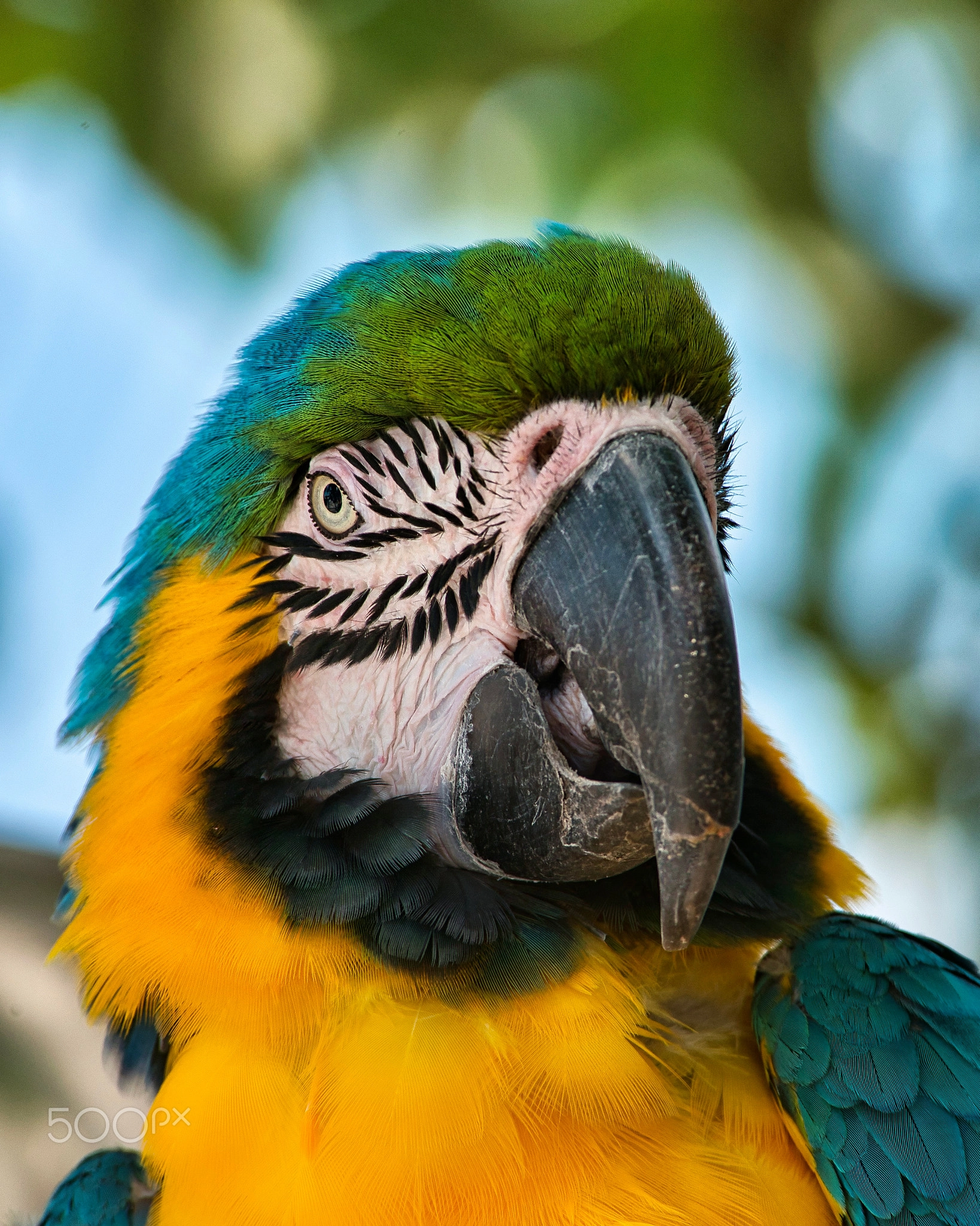Close wildlife portrait of a blue-and-yellow macaw, connecting Pokémon Snap's photography mechanic to real nature photography