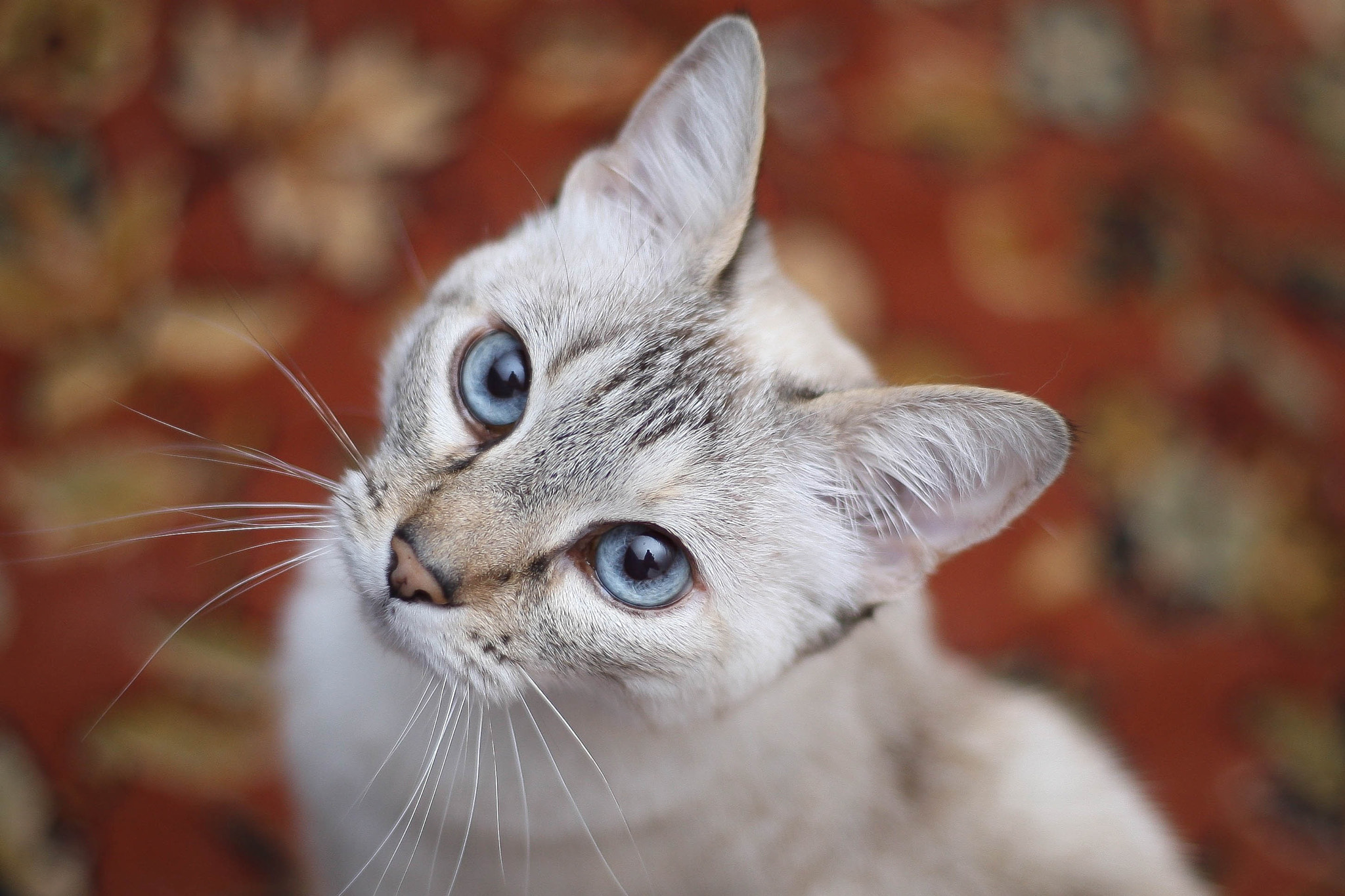Blue eye cat animal