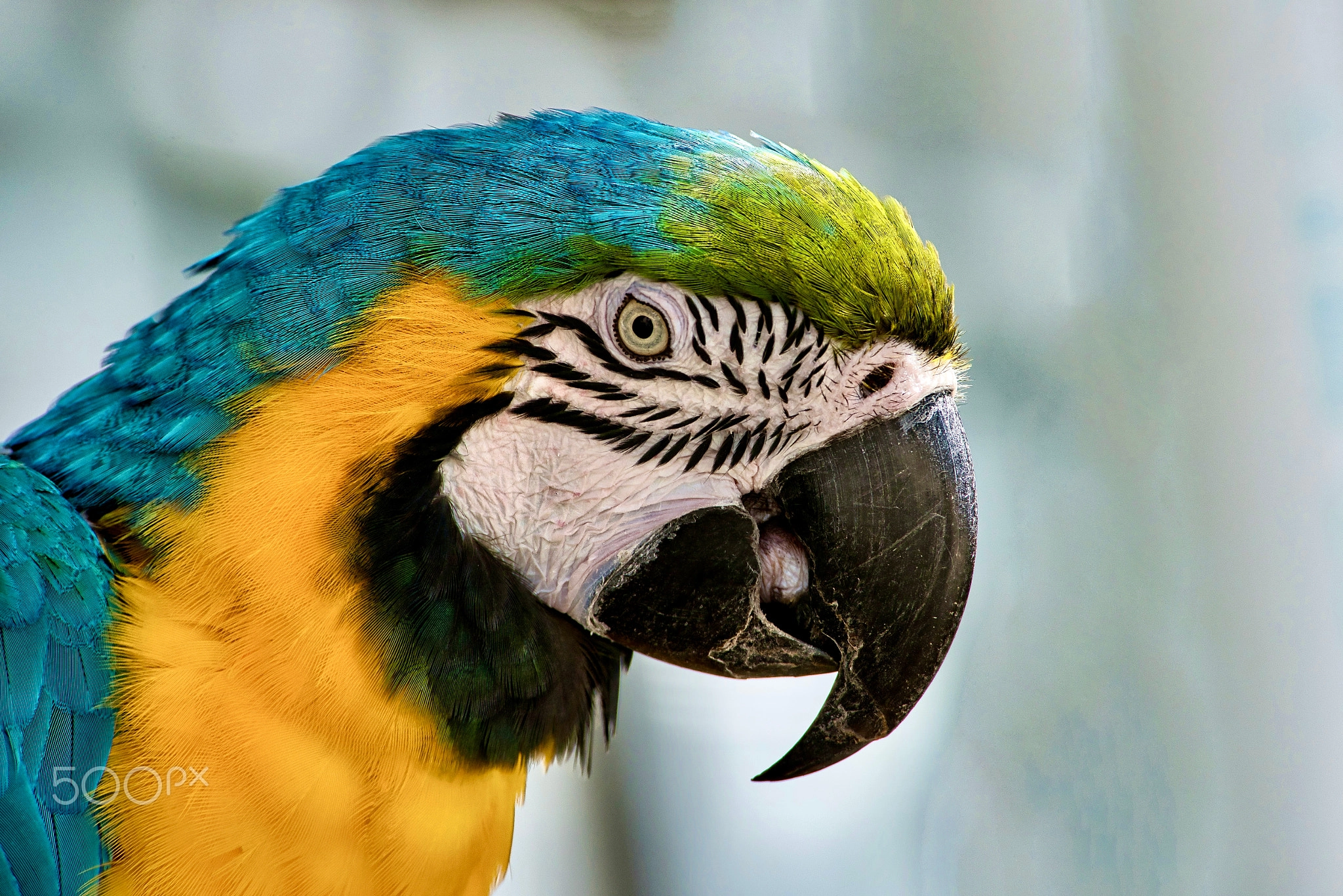 Blue-and-Gold Macaw portrait photograph by Finley Delouche