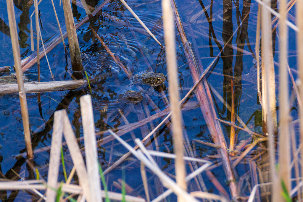 Frogs by Jeffrey Brown on 500px.com