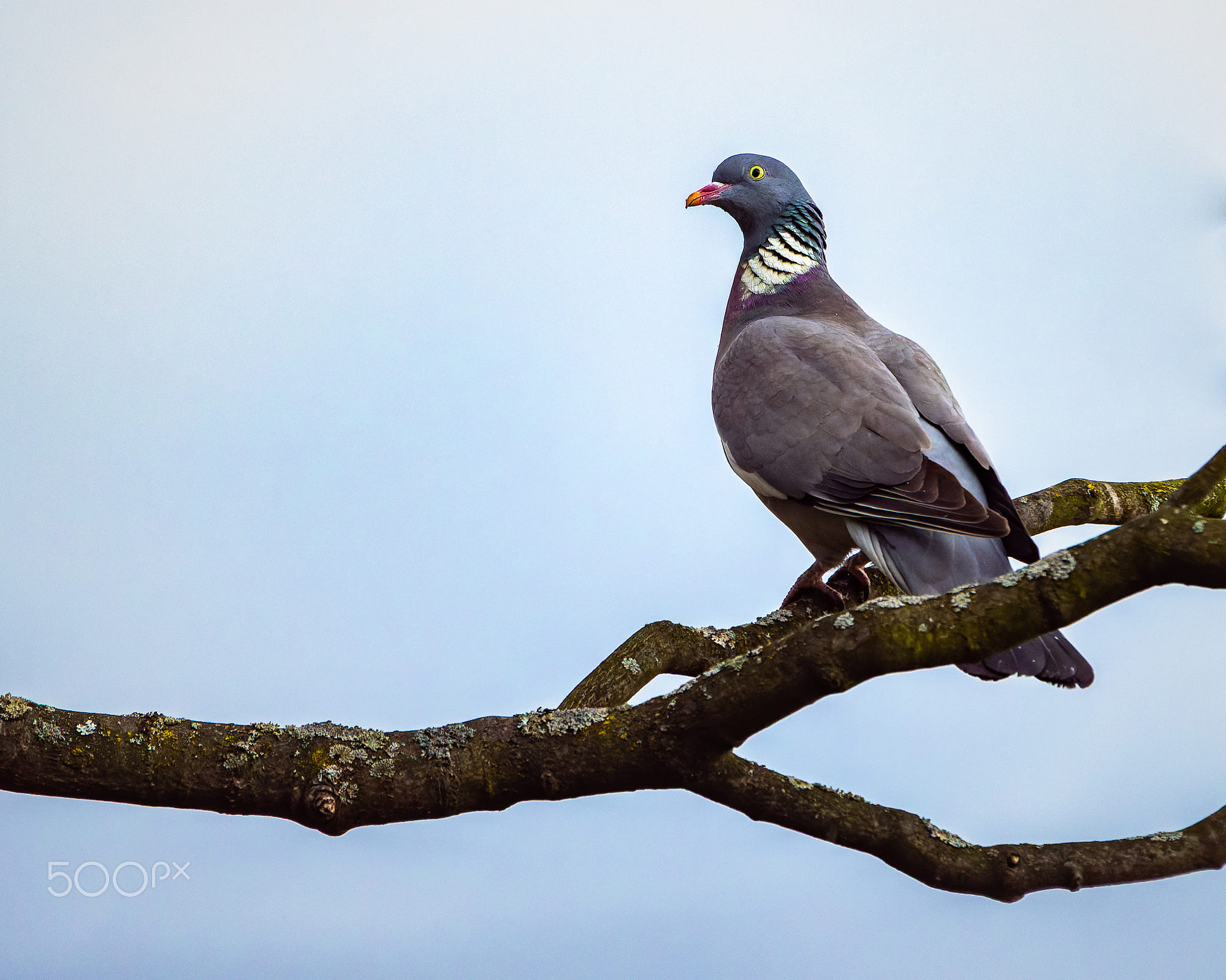 Wood pegion: A wood pigeon perched