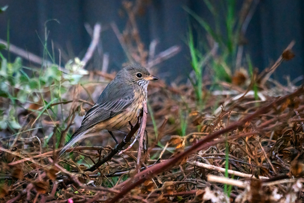 Rufous Whistler by Paul Amyes on 500px.com