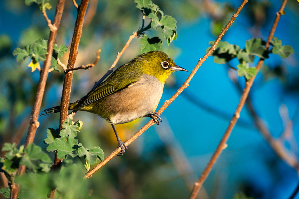 Silvereye by Paul Amyes on 500px.com