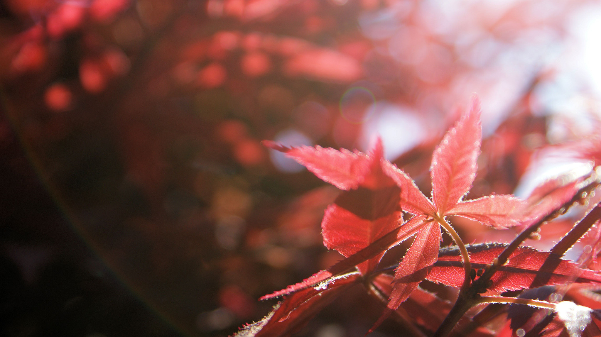 Spring & Nature III
