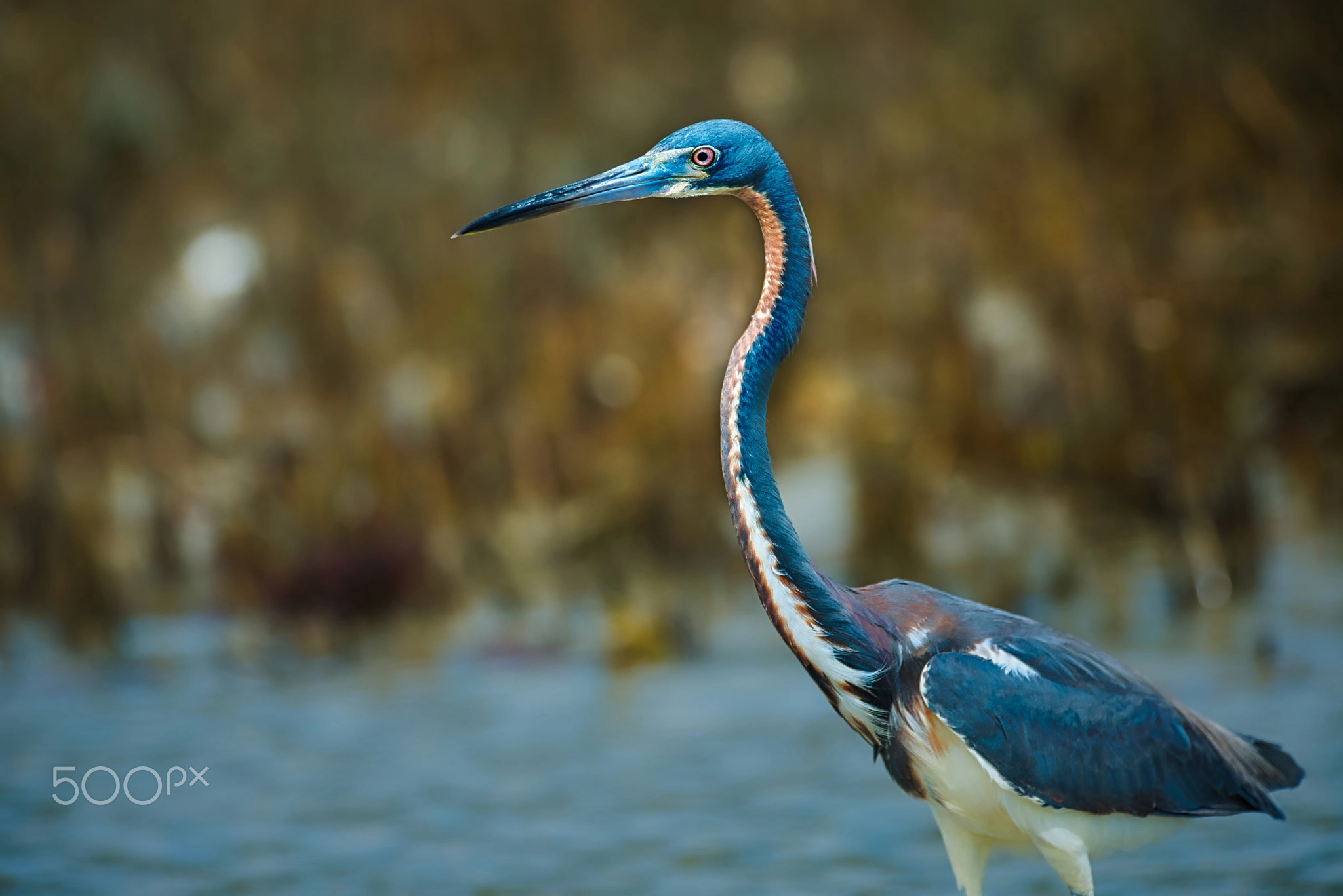 Tricolored Heron on Hilton Head Island