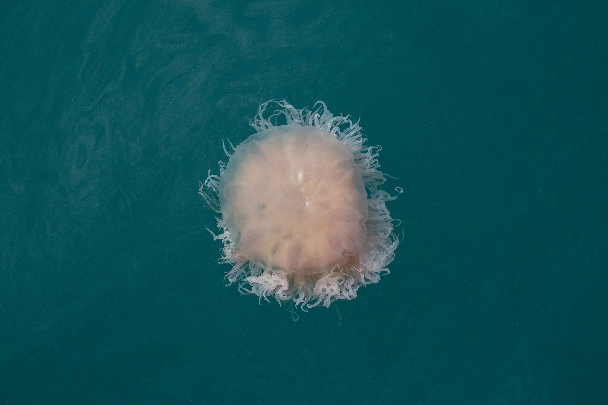 Jellyfish 水母
