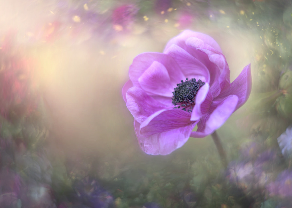 looking-for-a-sunny-day-by-anya-500px