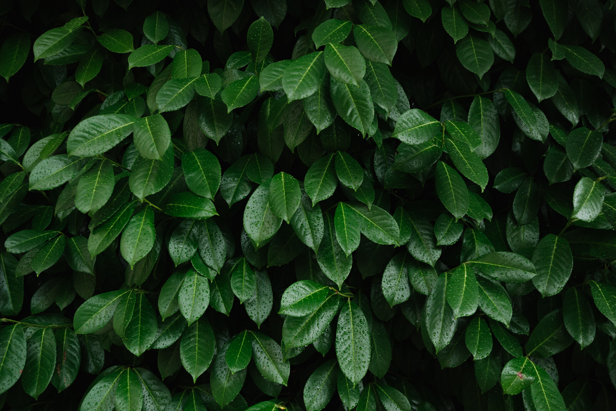 Green leaves pattern background