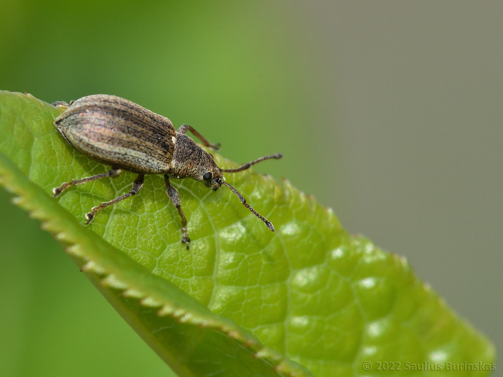 Common Leaf Weevil by Saulius Burinskas / 500px