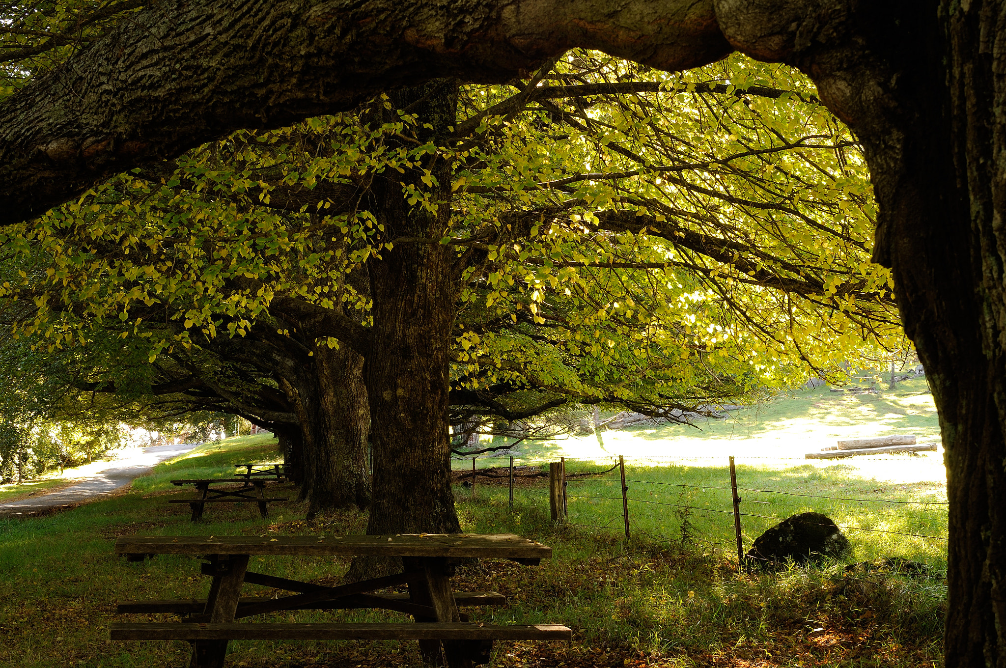 Yellow Autumn