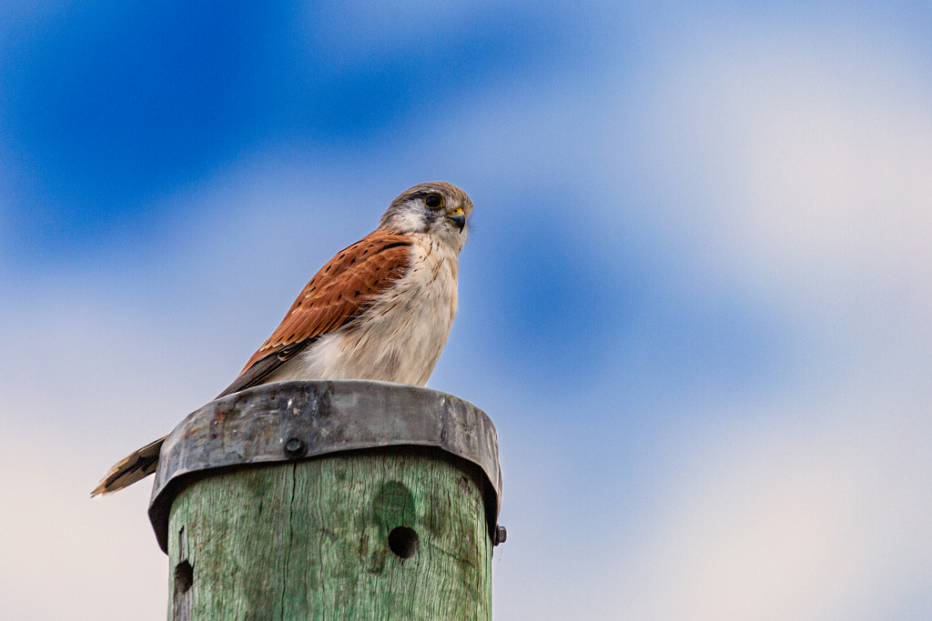 Martiet by Paul Amyes on 500px.com