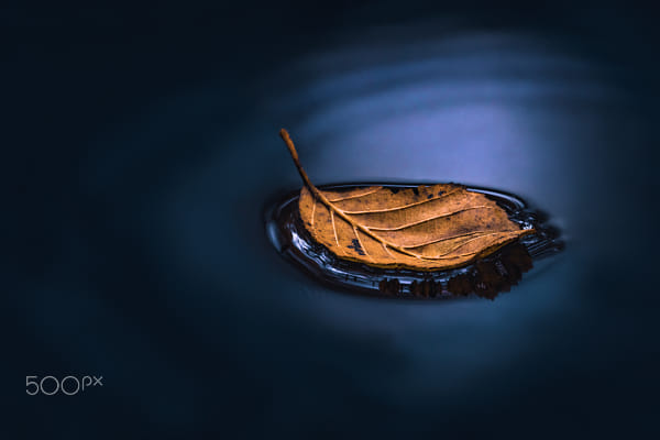 Leaf in water by Leny Silina Helmig on 500px.com